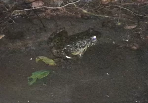 Goliath frog