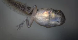 Gray Tree Frog tadpole with well developed hind legs and fore legs starting to develop