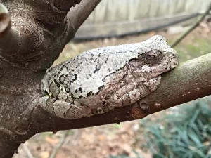 Gray-Treefrog-Hyla-Versicolor-in-a-tree