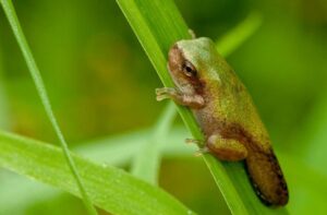 Gray tree frog Hyla versicolor metamorph with tail remnant