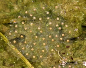 Gray tree frog egg mass