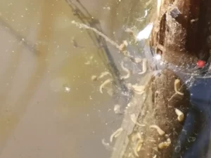 Gray tree frog egg mass close to hatching