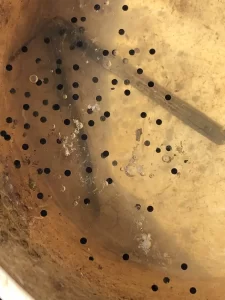 Gray tree frog egg mass floating in a cup