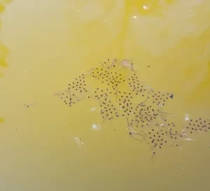 Gray tree frog egg mass floating in a pond