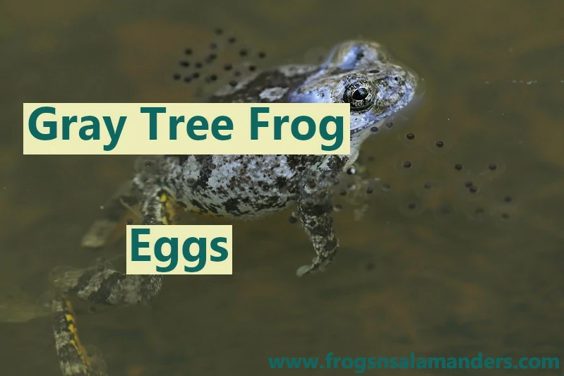 Gray tree frog eggs