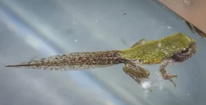 Gray tree frog froglet