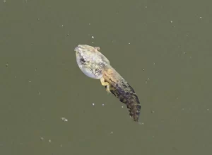 Gray tree frog tadpole