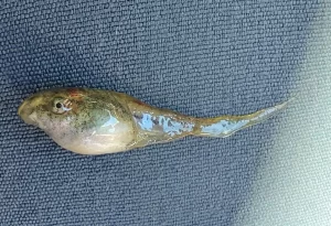 Gray tree frog tadpole side view