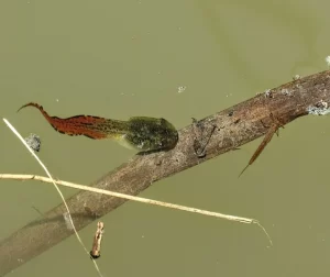 Gray tree frog tadpole with bright red tail