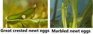 Great crested and marbled newt eggs