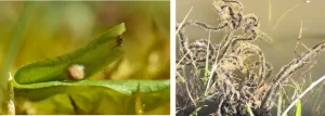 Great crested newt egg vs European common toad eggs