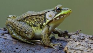 Green frog