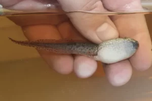 Green frog tadpole bottom view