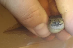 Green frog tadpole front view