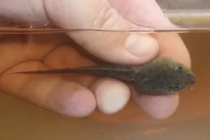 Green frog tadpole top view