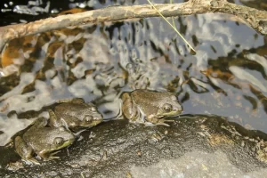 Green frogs on a rock by the water