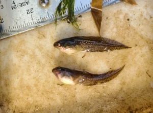 Green tree frog tadpoles