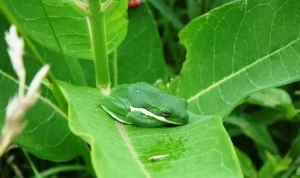 Green tree frogs have a coloration that helps them blend into their environments.