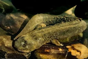 Hellbender salamander with wrinkly skin