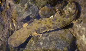 Hellbenders mostly breathe through their very wrinkled skin