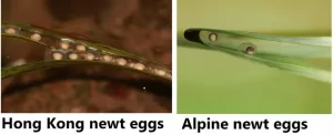 Hong Kong, and alpine newt eggs