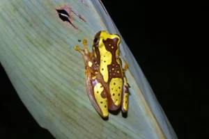 Hourglass tree frog Dendropsophus ebraccatus