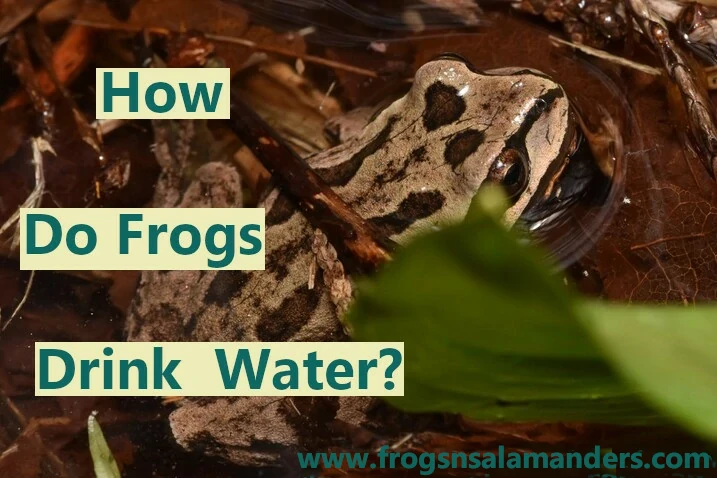 How Do Frogs Drink Water?