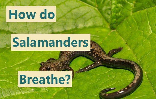 How do Salamanders breathe?