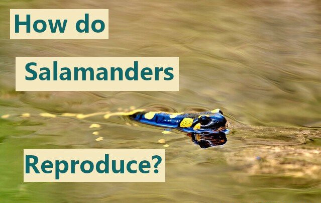 How do salamanders reproduce?