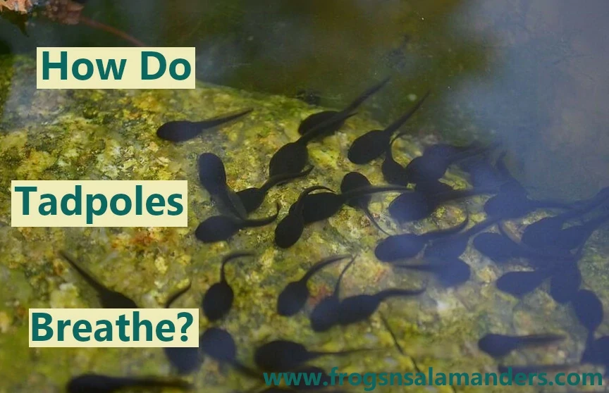 How do tadpoles breathe?