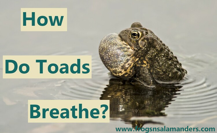 How do toads breathe?