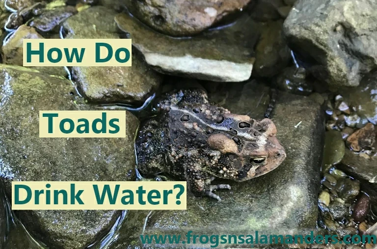 How do toads drink water?