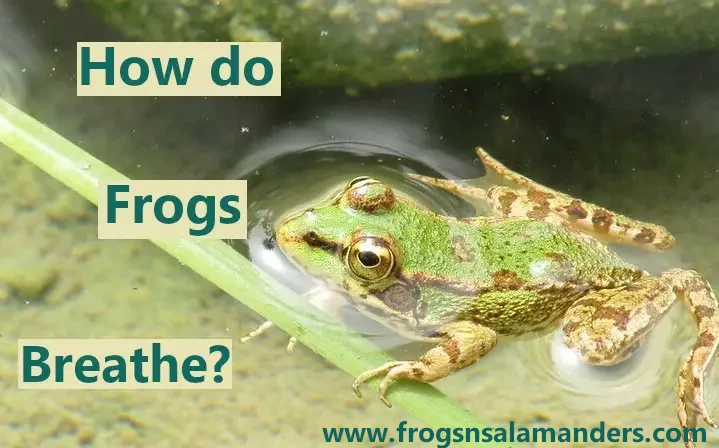 How frogs breathe