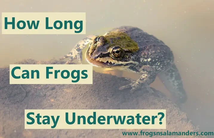 How long can frogs stay underwater?