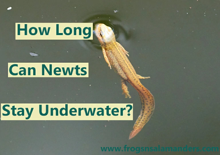 How long can newts stay underwater