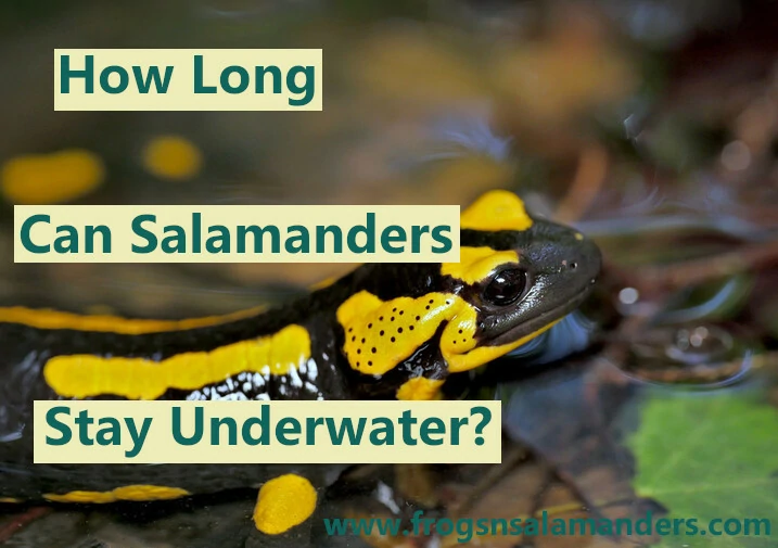 How long can salamanders stay underwater?