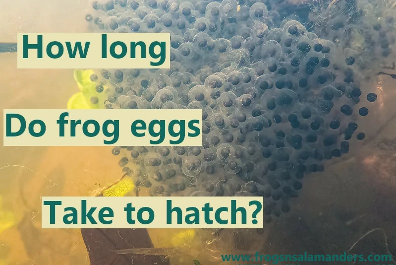 How long do frog eggs take to hatch?