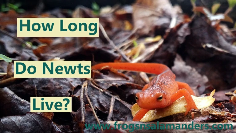 How long do newts live?