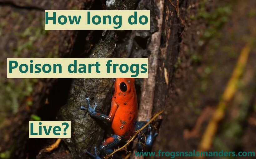 How long do poison dart frogs live?