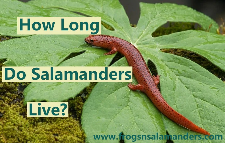 How long do salamanders live?