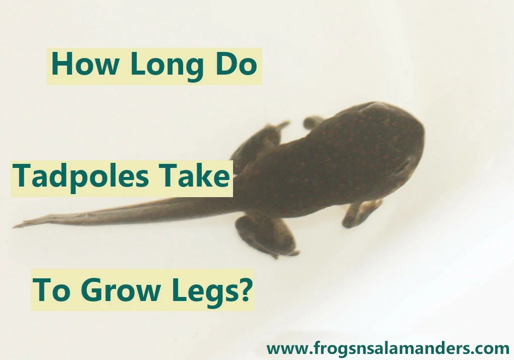 How long do tadpoles take to grow legs?