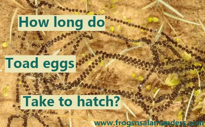 How long do toad eggs take to hatch?