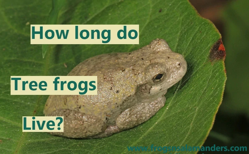 How long do tree frogs live?