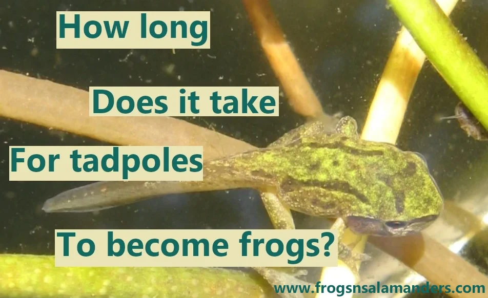 How long it takes for tadpoles to turn into frogs