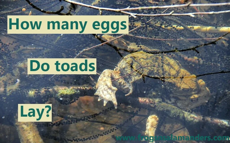 How many eggs do toads lay?