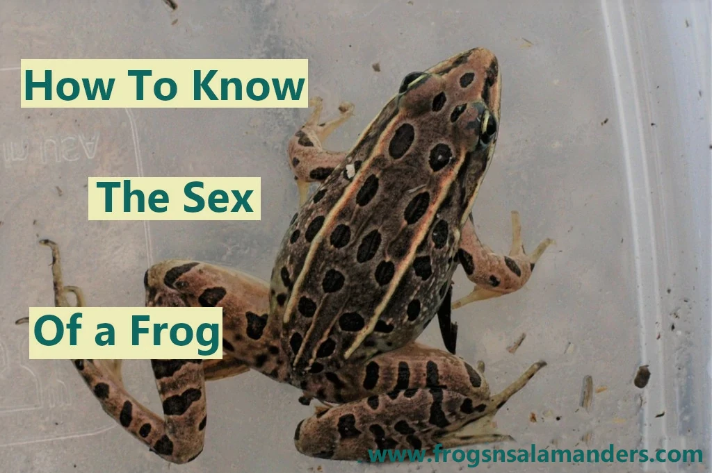 How to know the sex of a frog