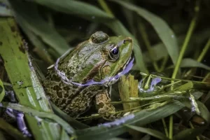 In hot weather frogs will move to the water to cool down