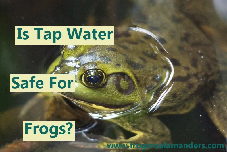 Is tap water safe for frogs?