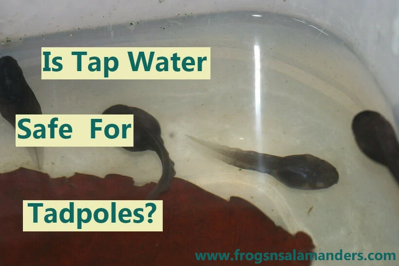 Is tap water safe for tadpoles?