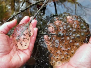 Jefferson Salamander eggs vs Wood frog eggs